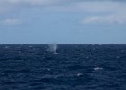WhaleWatching 014